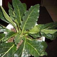 Mandrake grown under 24-hour shoplights