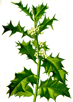 Ilex aquifolium seeds
