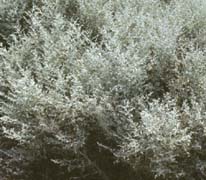 Artemisia ludoviciana bushes