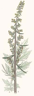 Artemisia vulgaris engraving