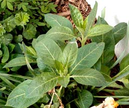 Belladonna plant