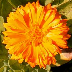 Resina calendula flower 070710