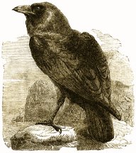 Crow's Cordial Oil