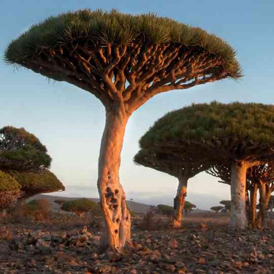 Socotran Dragon Tree