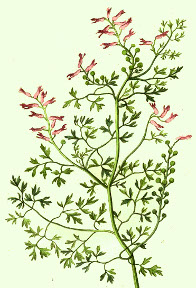 Fumitory herb