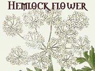 Hemlock flower