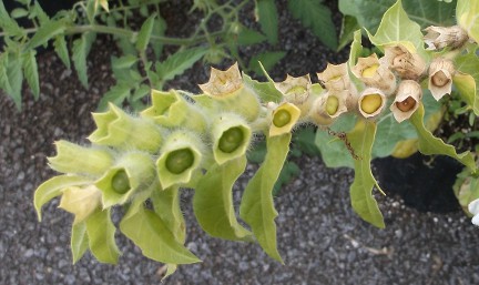 White henbane pods growing in my upstate NY garden 2014