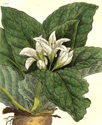 Mandragora officinarum var vernalis