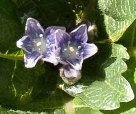 First blooms on black mandrake, Beltane Eve 2006