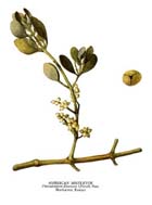 small mistletoe