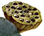 Nelumbo lutea seedpod
