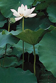 sacred lotus - white