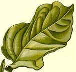 Nicotiana rustica leaf