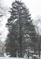 small norway spruce