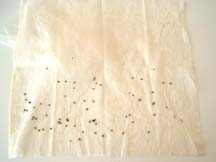 Seeds sown in paper towel that has been wet and wrung out.