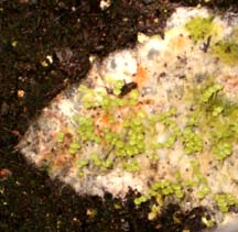 Mint growing through disintegrating paper towel
