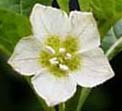 Physalis flower