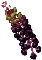 Phytolacca berries