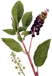 Phytolacca engraving
