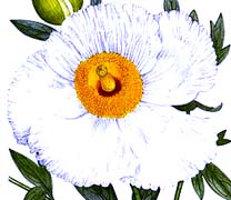 Romneya coulteri flower