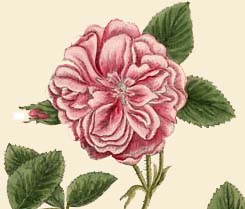 Rosa damascena bloom