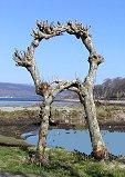 Rowan tree circle in Scotland