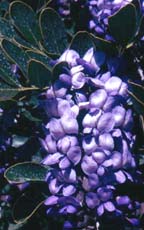 Sophora secundiflora flower