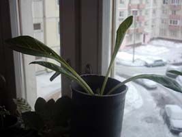 Mandrake grown in light from window in Russia