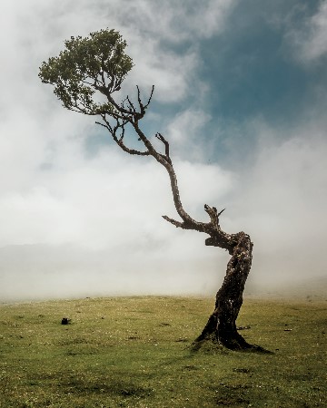 Wizened Tree in dry grassland