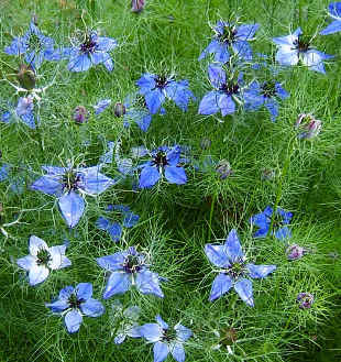 Love-in-a-mist bush