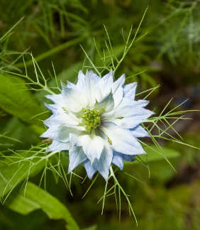 Nigella damascena flower
