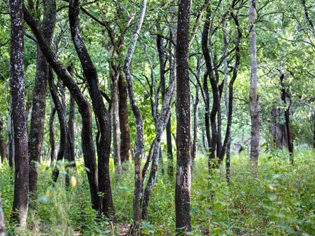 Amyris forest 