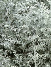 Artemisia ludoviciana plants