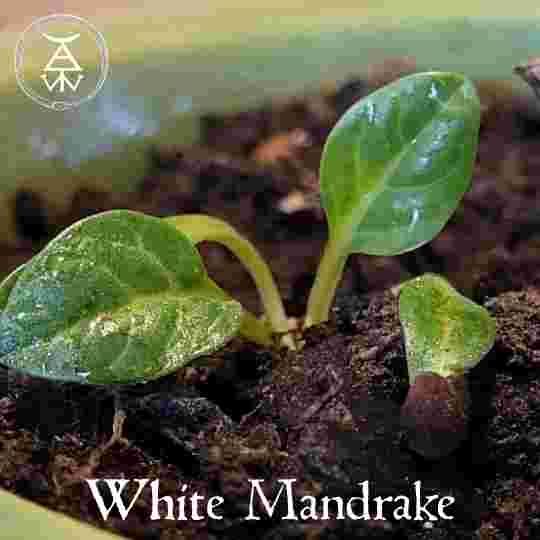 White Mandrake Seedling
