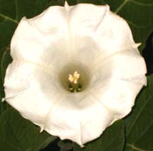 Belle blanche flower in my upstate NY garden