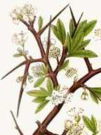 Blackthorn, druid plant, saturn herb, protective herb, crone herb