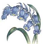 Bluebell painting