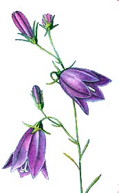 Campanula rotundifolia flowers