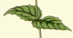 Circaea leaves