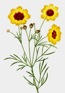Dyer's coreopsis