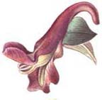 corydalis flower