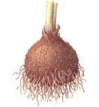 corydalis root