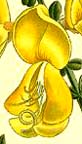 cytisus flower