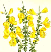 Cytisus flowers