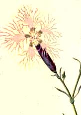 Dianthus superbus