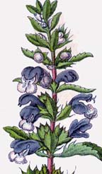 Dracocephalum moldavicum flower
