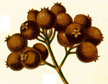 Allspice