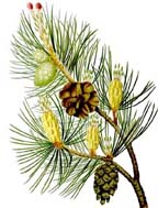 Forest pine 