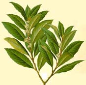 Laurel leaf 
