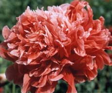 Frosted Salmon Poppy